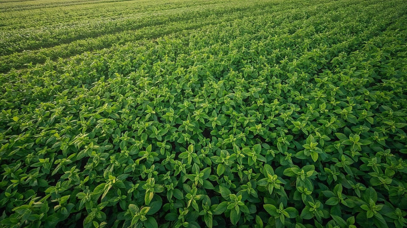 Óleo Essencial de Hortelã-Pimenta